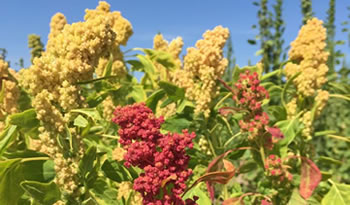 not congreso quinoa2